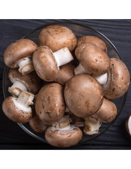 Cultivo de Hongos Portobello Liquid Fungi 0.45 kg - Cultura Líquida