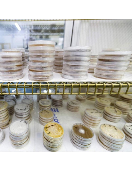 Cultivo de Hongos Portobello Liquid Fungi 0.45 kg - Cultura Líquida