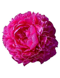 Peonía Doble Roja Temprana Marde Ross 1 Galón - Planta Viva