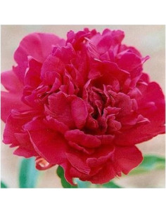 Peonía Doble Roja Temprana Marde Ross 1 Galón - Planta Viva 2