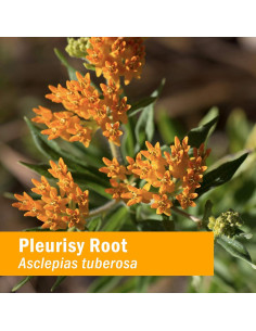 Extracto Líquido de Raíz de Pleuresía Herb Pharm 30 ml Orgánico 2
