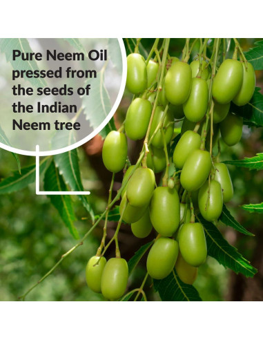 Aceite de Neem Puro Orgánico SUPERthrive 236.6 ml