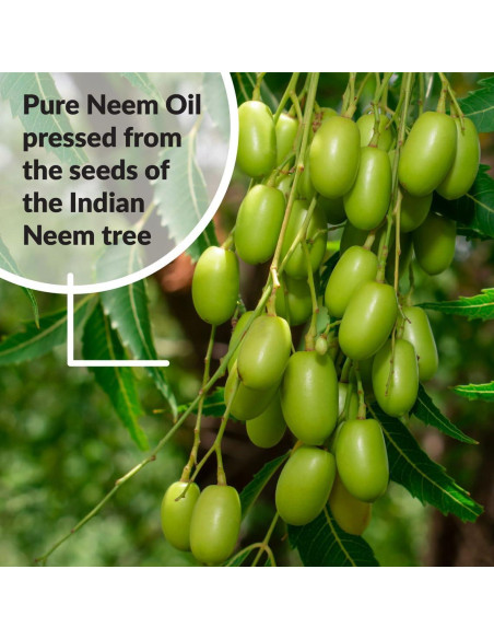 Aceite de Neem Puro Orgánico SUPERthrive 236.6 ml