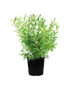 Forsythia Lynwood Gold Green Promise Farms - Arbusto Amarillo 3.66m