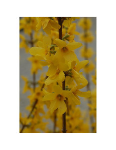Forsythia Lynwood Gold Green Promise Farms - Arbusto Amarillo 3.66m 2