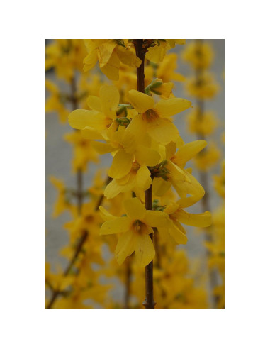 Forsythia Lynwood Gold Green Promise Farms - Arbusto Amarillo 3.66m