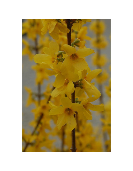 Forsythia Lynwood Gold Green Promise Farms - Arbusto Amarillo 3.66m