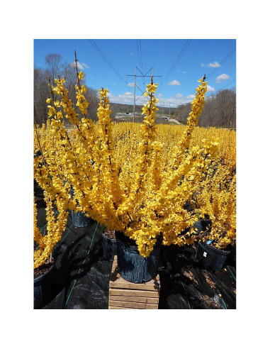 Forsythia Lynwood Gold Green Promise Farms - Arbusto Amarillo 3.66m
