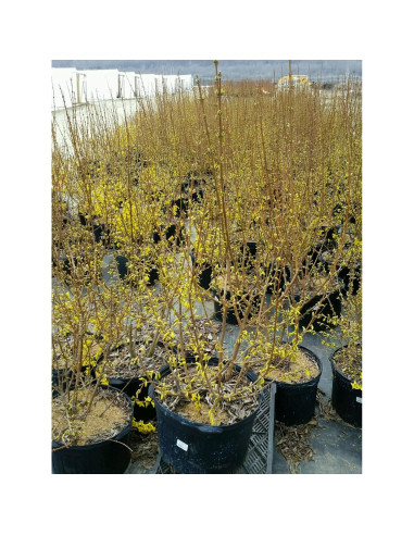 Forsythia Lynwood Gold Green Promise Farms - Arbusto Amarillo 3.66m