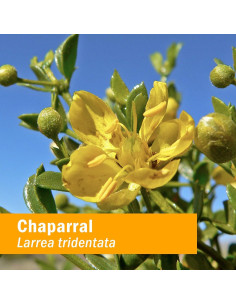 Extracto Líquido de Chaparral Herb Pharm 30 ml - Sin Gluten 2