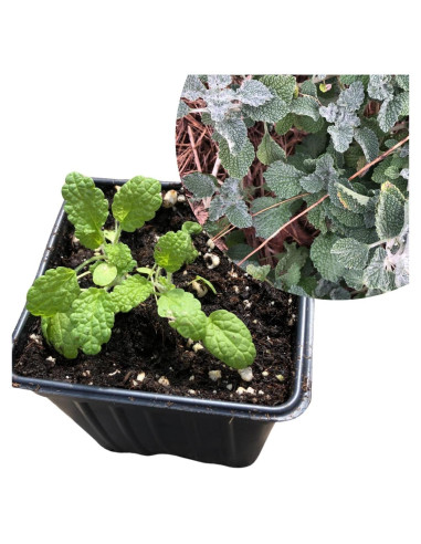 Planta de Horehound Blanco Orgánica Smoke Camp Crafts 61 cm