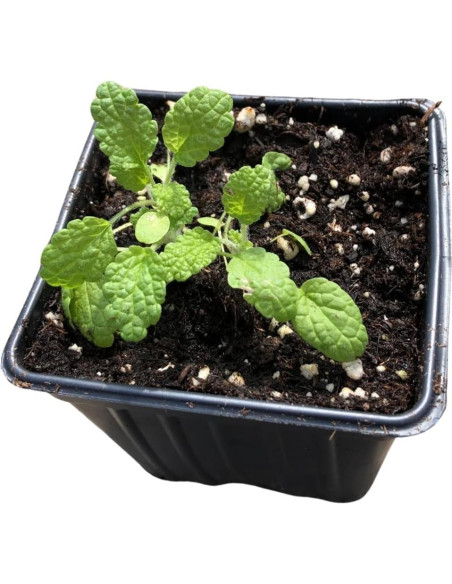 Planta de Horehound Blanco Orgánica Smoke Camp Crafts 61 cm