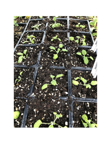 Planta de Horehound Blanco Orgánica Smoke Camp Crafts 61 cm