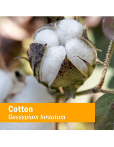 Extracto Líquido de Raíz de Algodón Orgánico Herb Pharm 30 ml 2