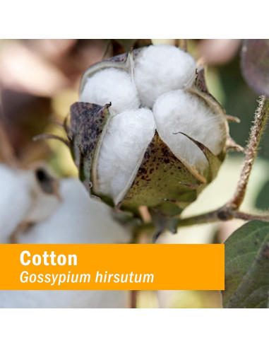 Extracto Líquido de Raíz de Algodón Orgánico Herb Pharm 30 ml