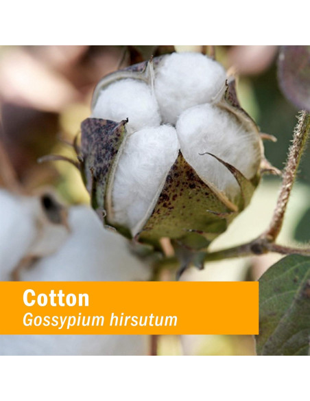 Extracto Líquido de Raíz de Algodón Orgánico Herb Pharm 30 ml