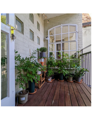 Kit de Riego Solar Automático Lewisia 10W para 50 Plantas