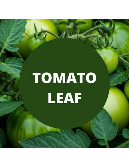 Loción Corporal Aromatizada Hoja de Tomate 340 g Golden Goat