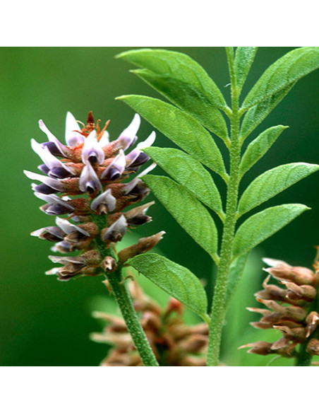 Extracto de Regaliz 450g Ingredientes Originales Puros Sin OGM