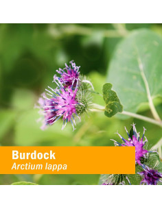 Extracto Líquido de Bardana Herb Pharm 118.3 ml - Desintoxicación 2