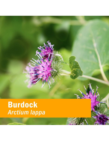 Extracto Líquido de Bardana Herb Pharm 118.3 ml - Desintoxicación