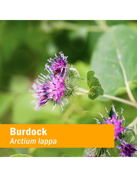 Extracto Líquido de Bardana Herb Pharm 118.3 ml - Desintoxicación