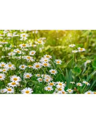 Té de Manzanilla Orgánico Cederberg - 30 Bolsitas Ecológicas