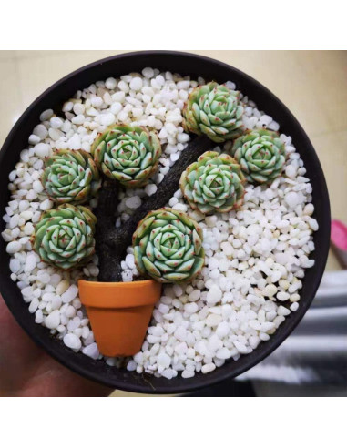 Macetas de Terracota Yishang 3.8 cm con Drenaje - 10 Paquete