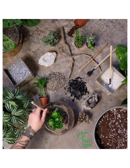 Kit de Terrario Grande Root Box - Suministros para Plantas