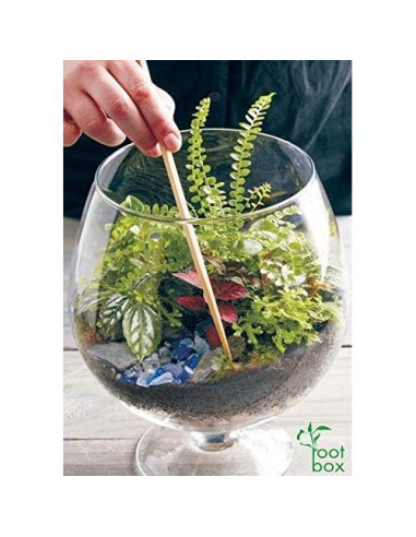 Kit de Terrario Grande Root Box - Suministros para Plantas