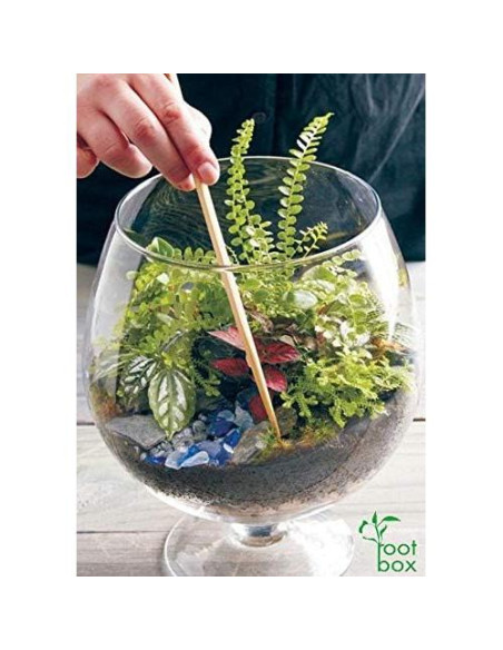 Kit de Terrario Grande Root Box - Suministros para Plantas