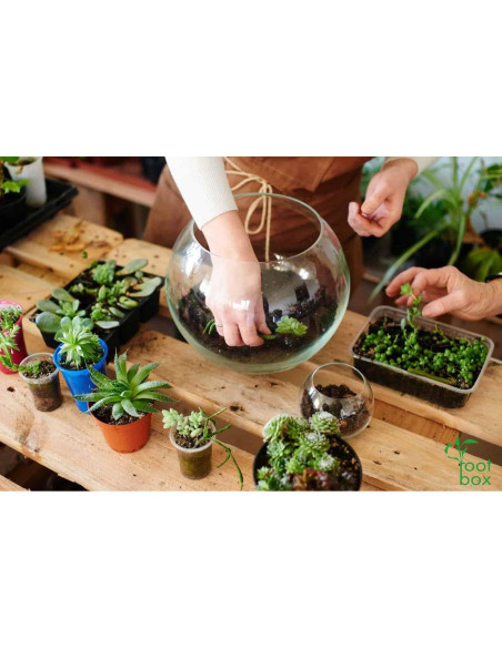 Kit de Terrario Grande Root Box - Suministros para Plantas