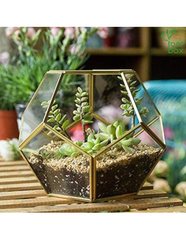 Kit de Terrario Grande Root Box - Suministros para Plantas