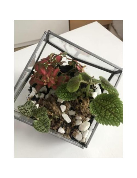 Kit de Terrario Grande Root Box - Suministros para Plantas