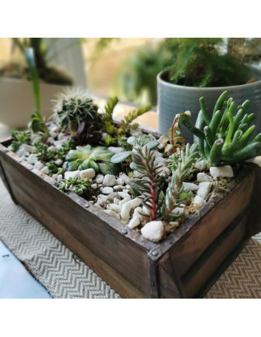 Kit de Terrario Grande Root Box - Suministros para Plantas