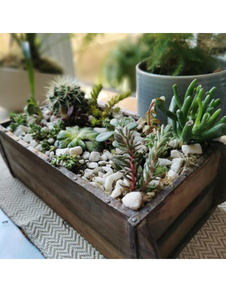 Kit de Terrario Grande Root Box - Suministros para Plantas