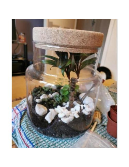 Kit de Terrario Grande Root Box - Suministros para Plantas