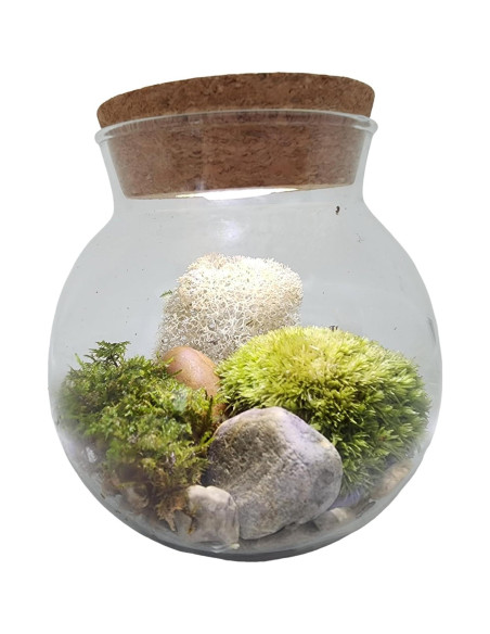 Kit de Terrario de Musgo Unique Gardener con Luz LED 10 cm