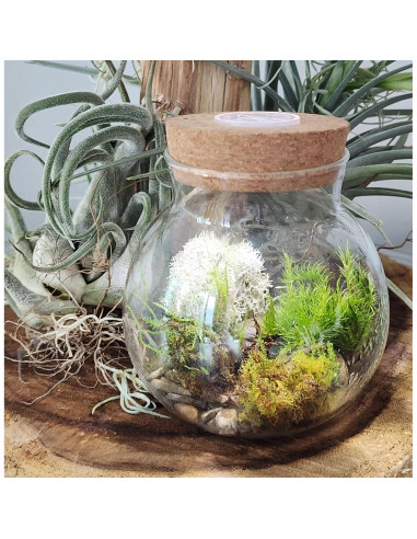Kit de Terrario de Musgo Unique Gardener con Luz LED 10 cm