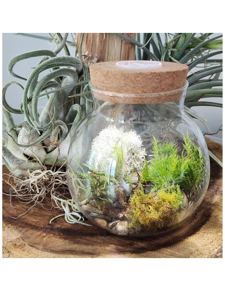 Kit de Terrario de Musgo Unique Gardener con Luz LED 10 cm