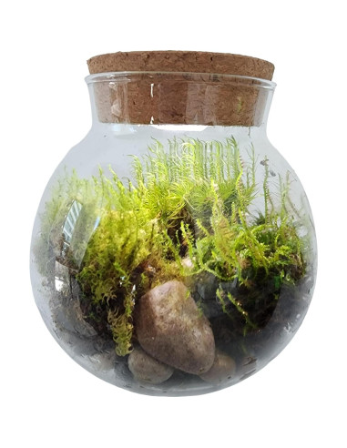 Kit de Terrario de Musgo Unique Gardener con Luz LED 10 cm