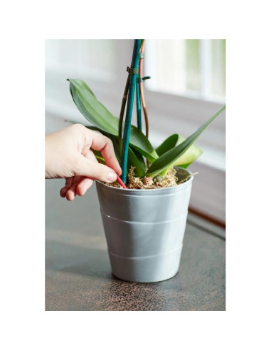 Alimentos en Espigas para Orquídeas Miracle-Gro 10 Unidades