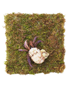 Pared de Escalada para Cangrejo Ermitaño Begeterday 15 cm Musgo