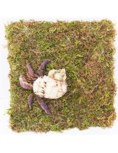 Pared de Escalada para Cangrejo Ermitaño Begeterday 15 cm Musgo 2