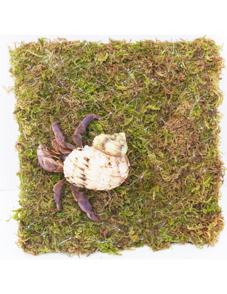 Pared de Escalada para Cangrejo Ermitaño Begeterday 15 cm Musgo