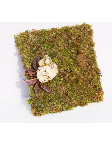 Pared de Escalada para Cangrejo Ermitaño Begeterday 15 cm Musgo