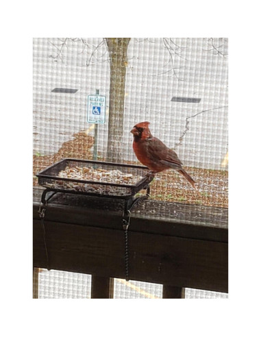 Bandeja Alimentador de Aves Aelean 20cm Metal Negra