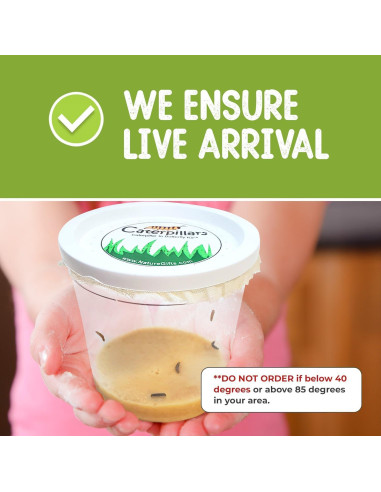 Kit de Mariposas Vivas Nature Gifts - 30 Orugas para Aula