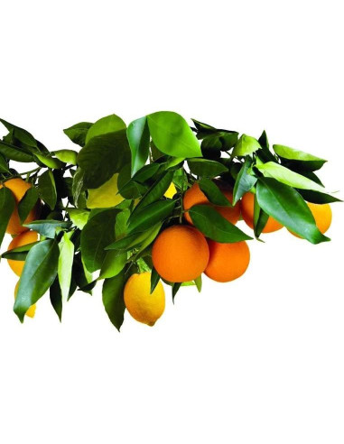 Picos de Fertilizante Jobe's 01612 para Árboles Frutales - 3 Pack