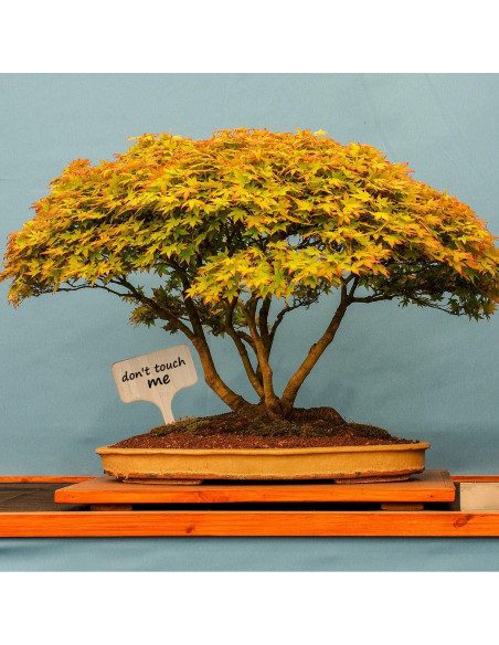 Etiquetas de Plantas de Bambú AIEX - 30 Pcs 10x6 cm